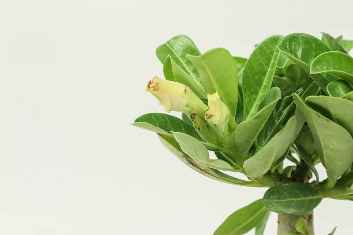 沙漠玫瑰烂根了怎处理