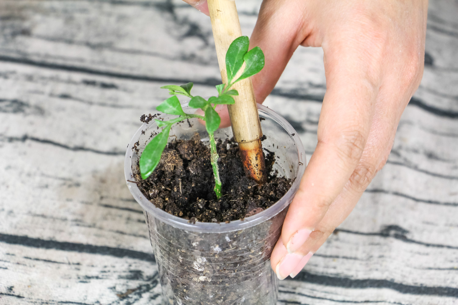 米兰花烂根了如何办