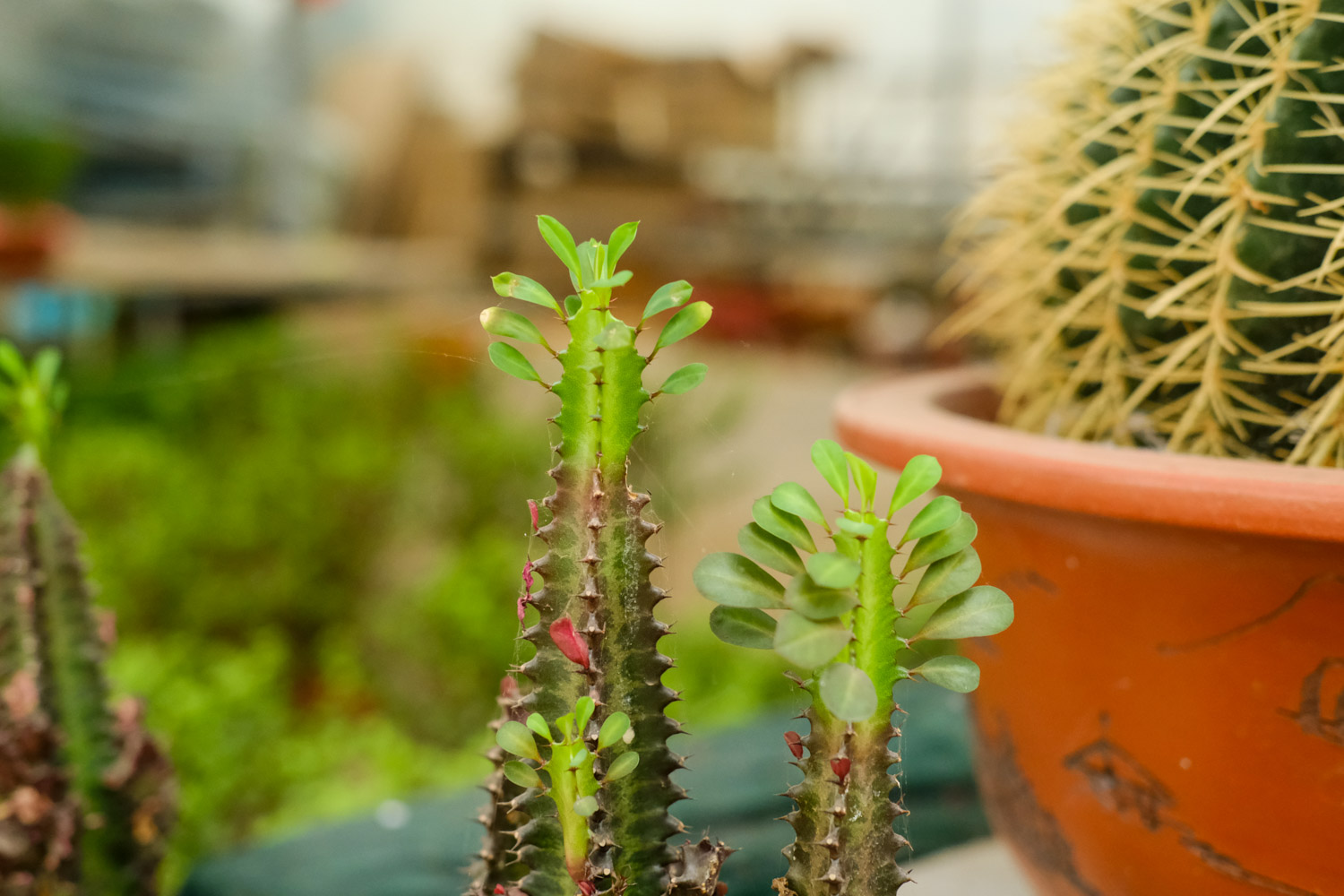 龙骨花烂根的预防和治疗技巧