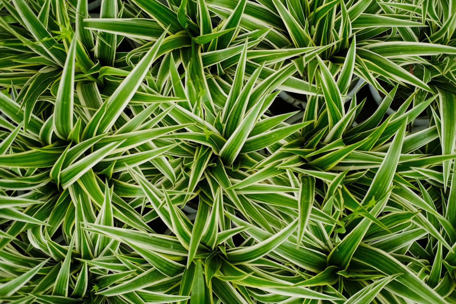 银边吊兰烂根如何办