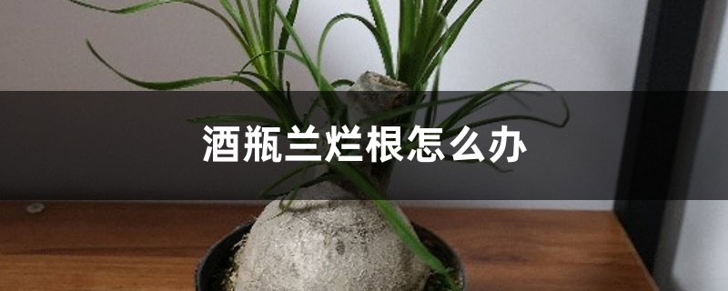 酒瓶兰烂根如何办