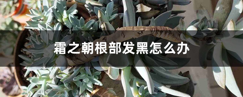 霜之朝根部发黑如何办