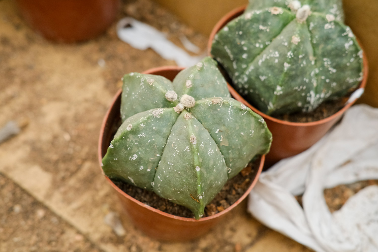 鸾凤玉烂根了如何办