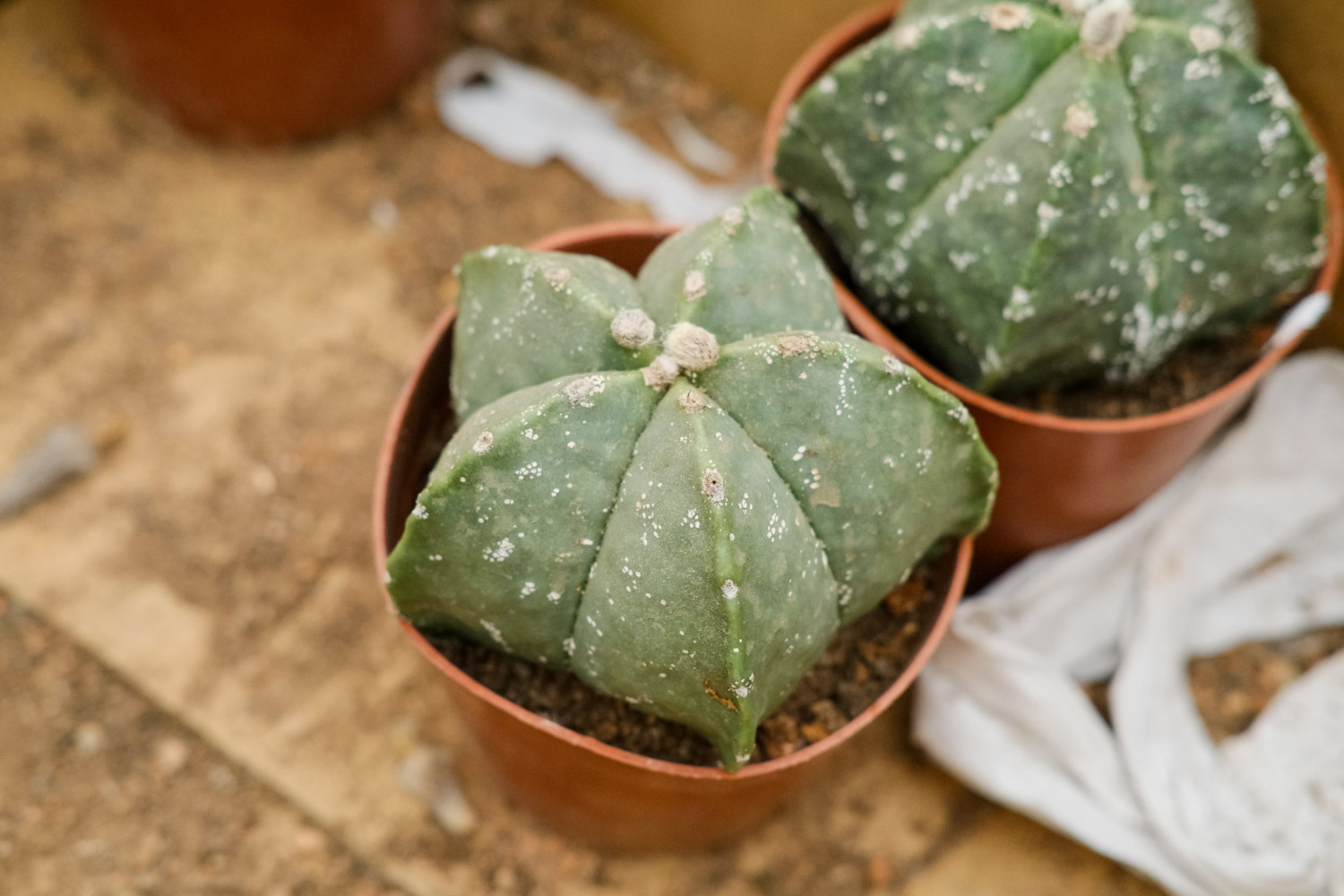 鸾凤玉烂根了如何办