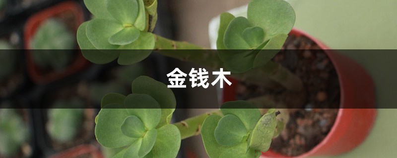 金钱木烂根如何办？具体情况具体分析！