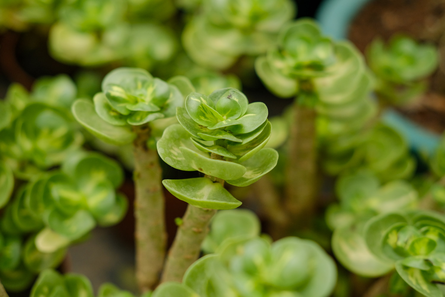 金钱木烂根如何办？具体情况具体分析！