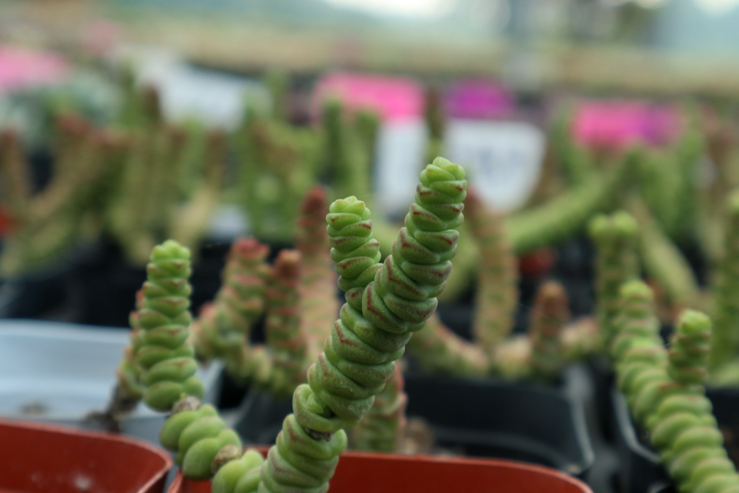 钱串烂根如何办