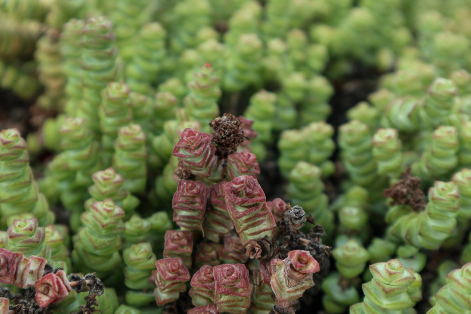 钱串烂根如何办