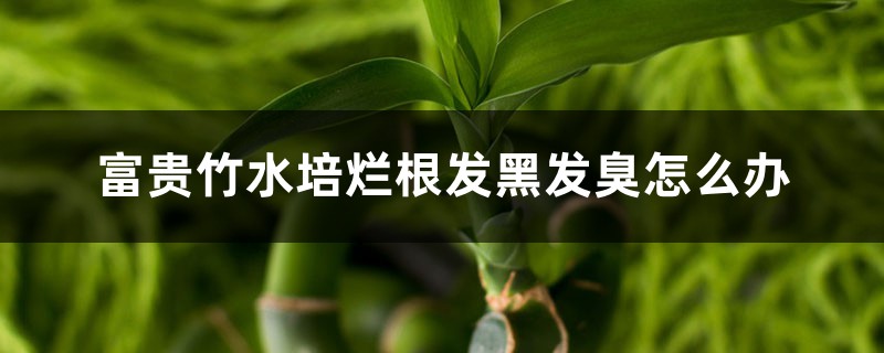 富贵竹水培烂根发黑发臭如何办