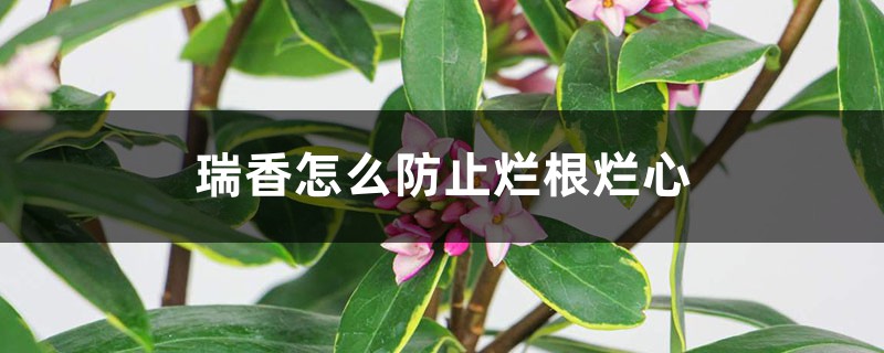 瑞香如何避免烂根烂心
