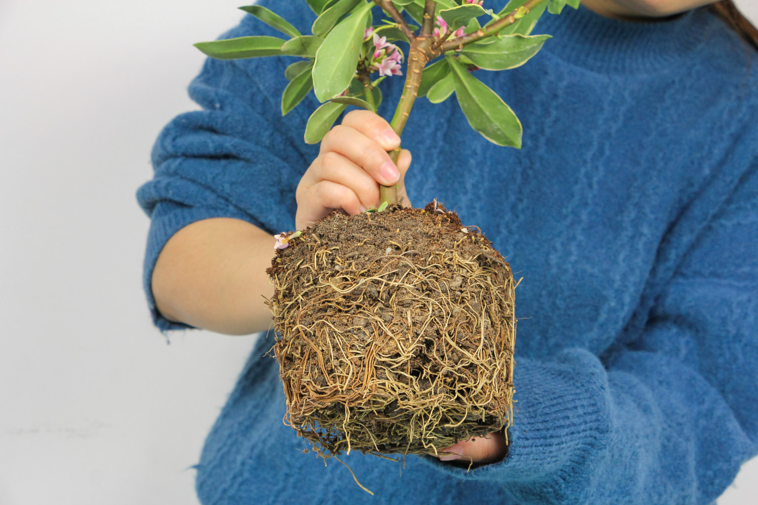 瑞香如何避免烂根烂心