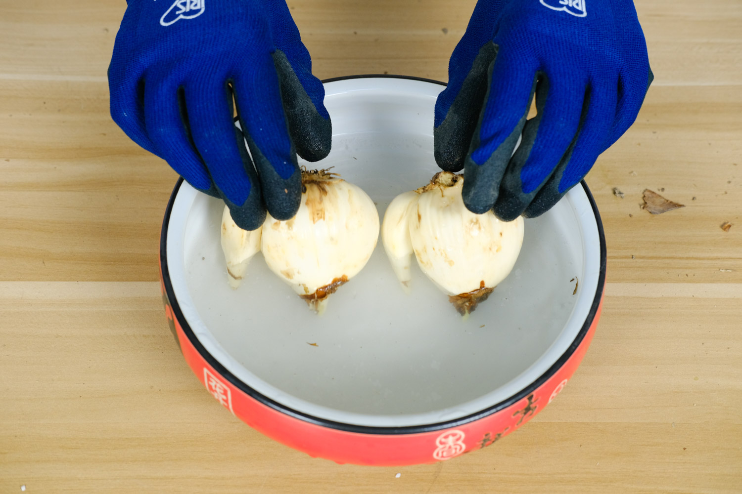 水仙 水仙花烂根如何办