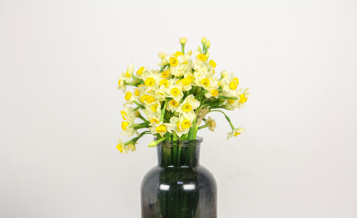 水仙 水仙花烂根如何办