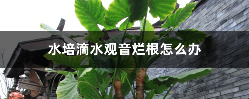 水培滴水观音烂根如何办