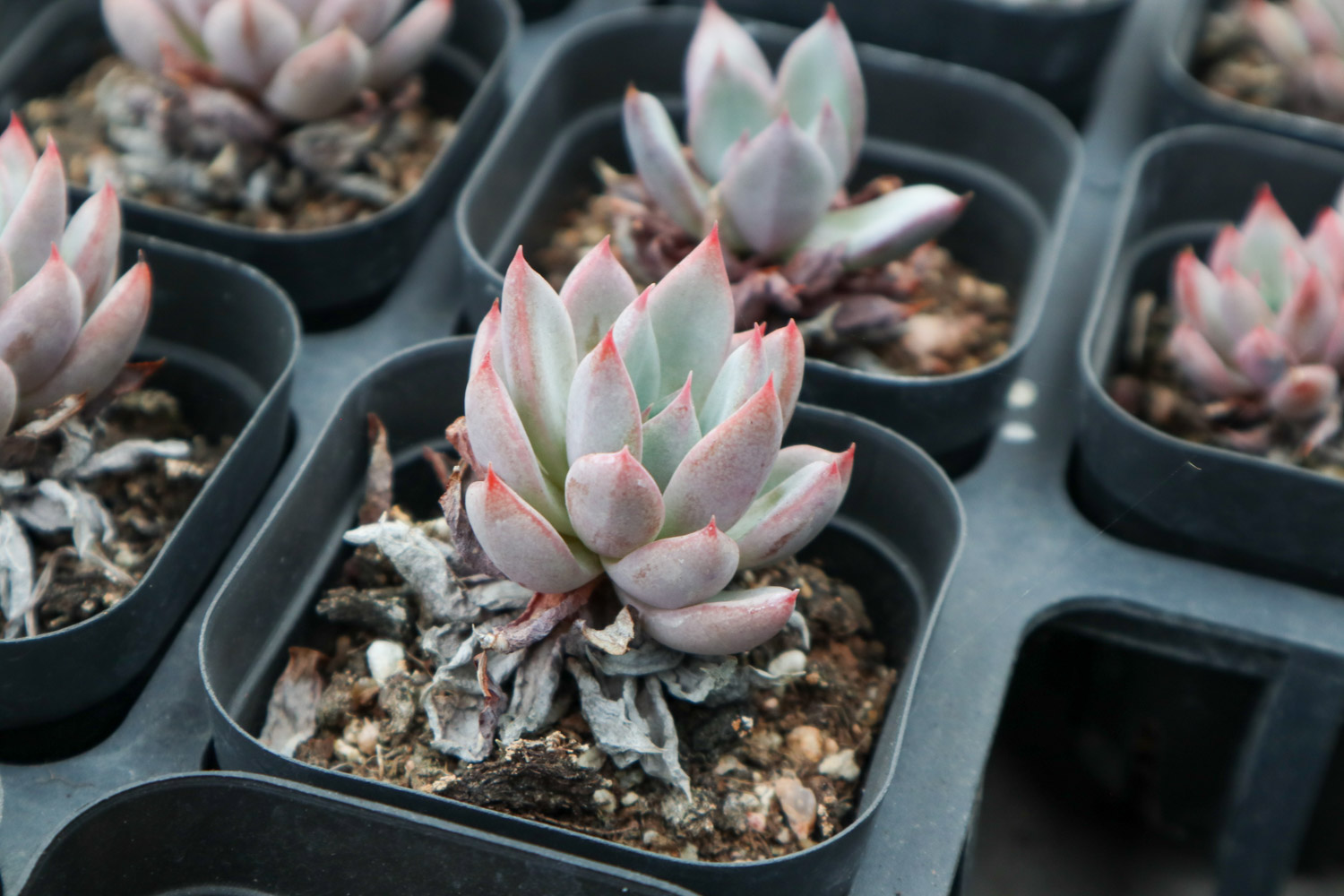 多肉植物根烂了如何办