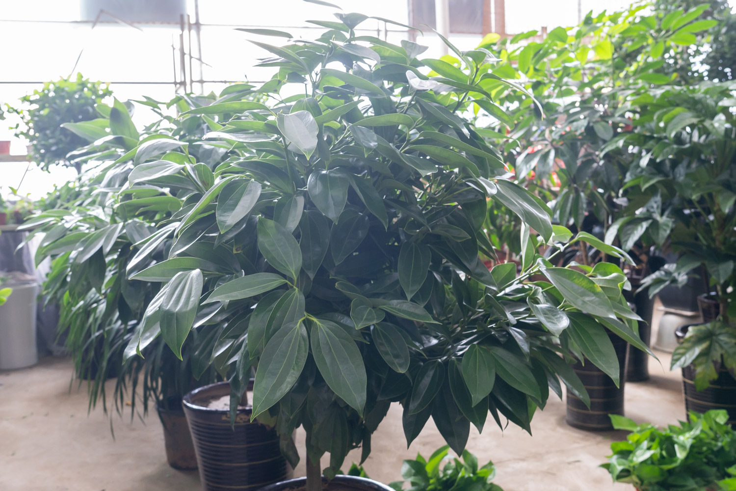 平安树 平安树烂根了如何办