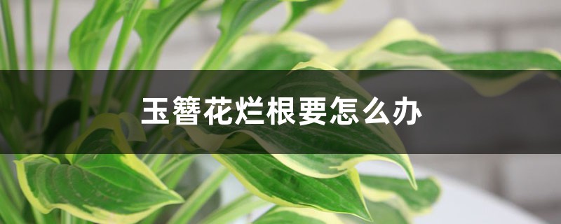 玉簪花烂根要如何办