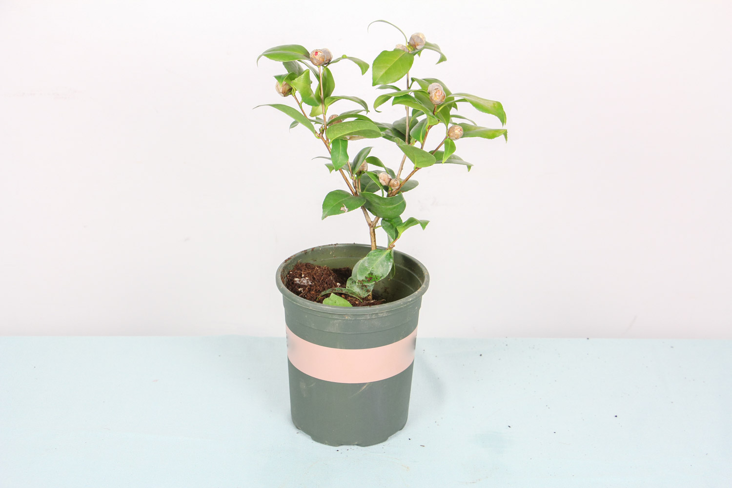 茶花烂根了如何办