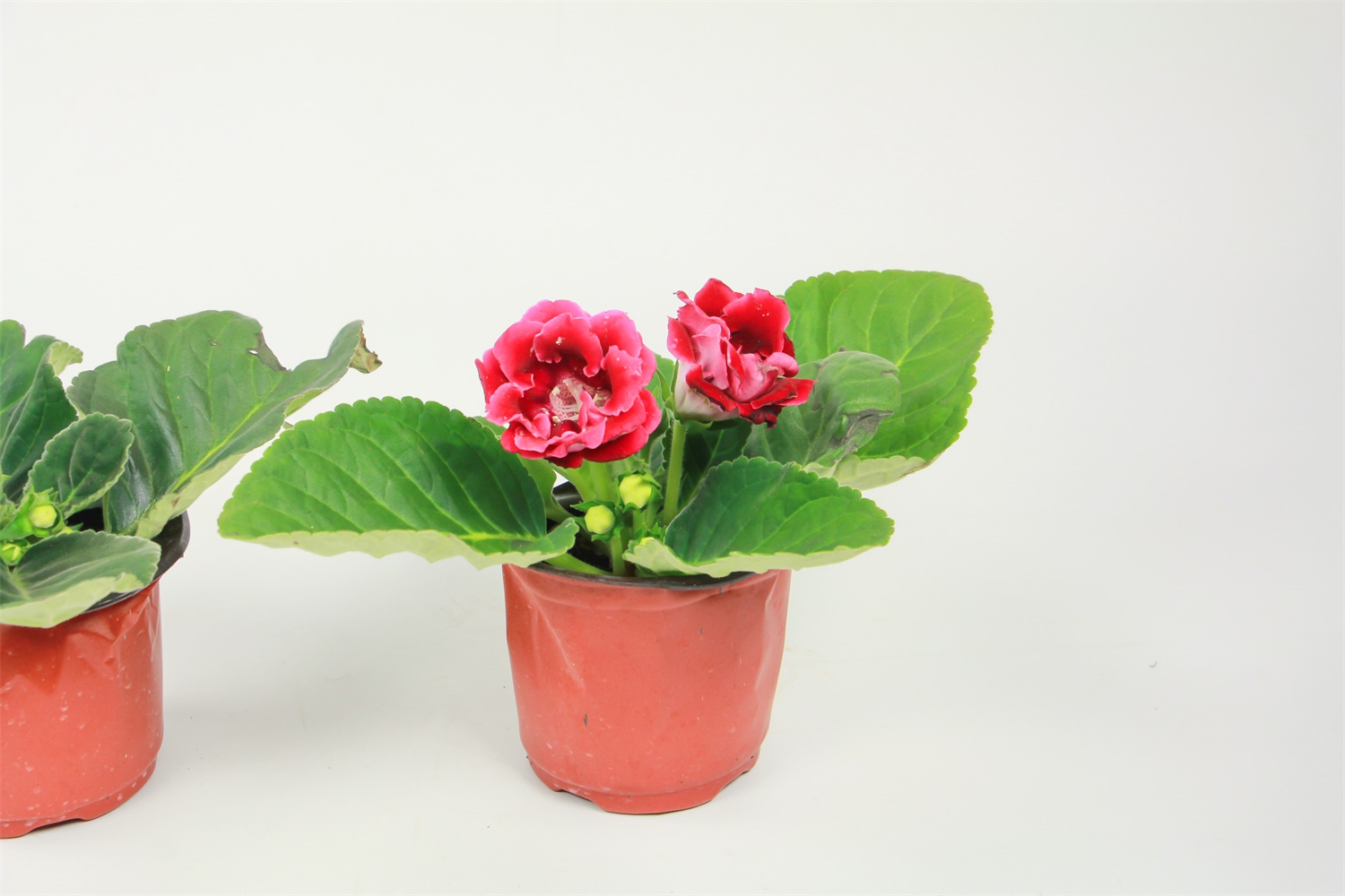 大岩桐烂球了如何办