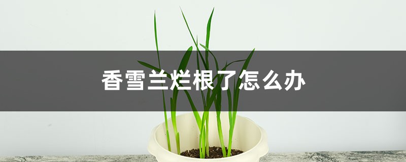 香雪兰烂根了如何办