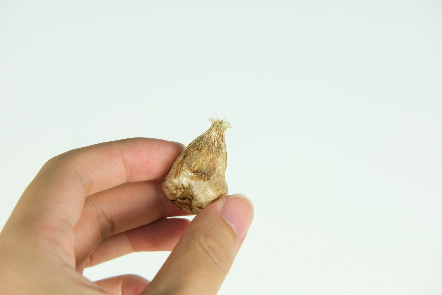 香雪兰烂根了如何办