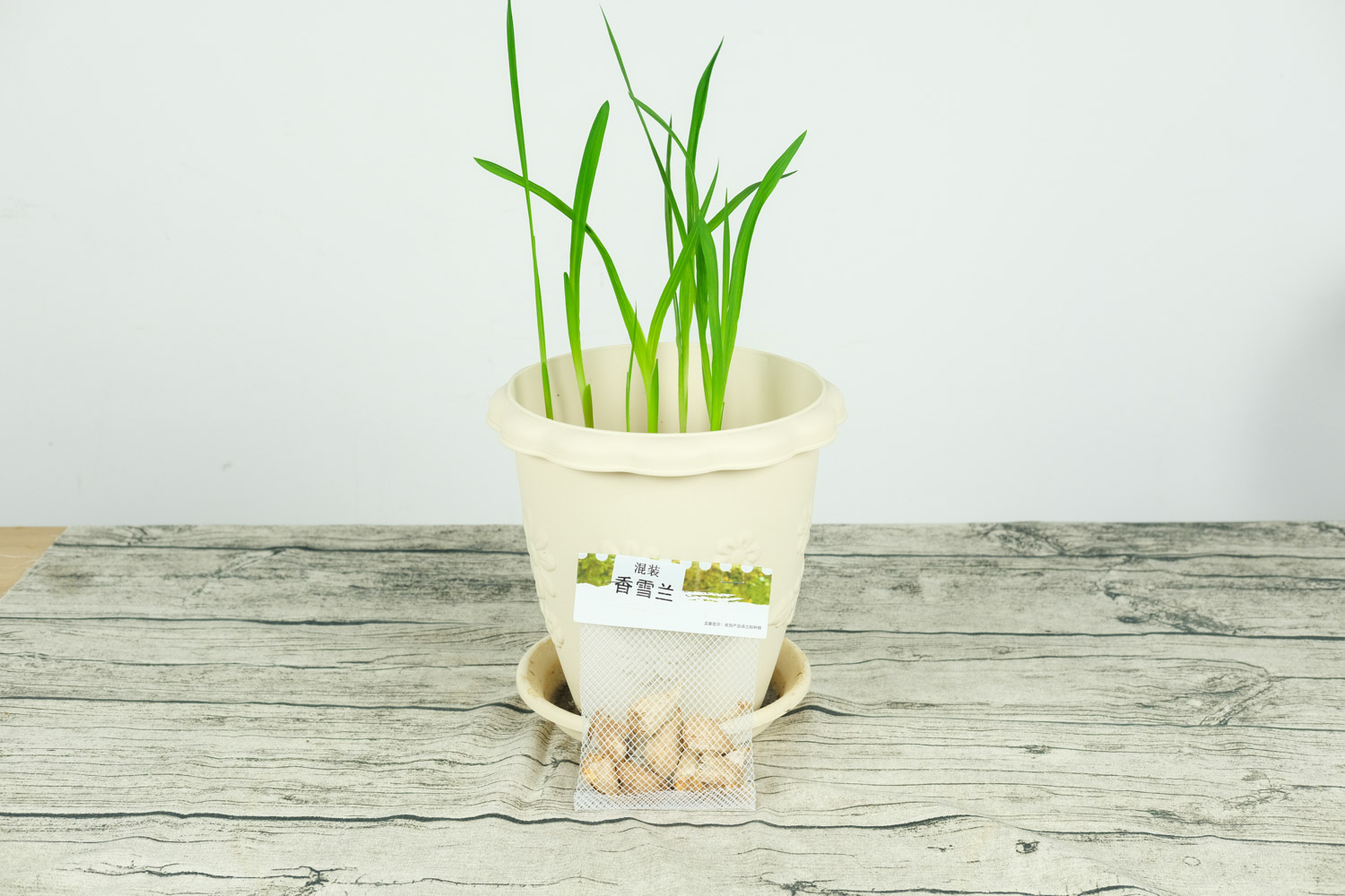 香雪兰烂根了如何办