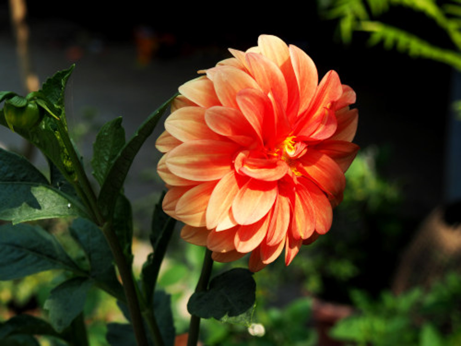 大丽花烂根要如何办