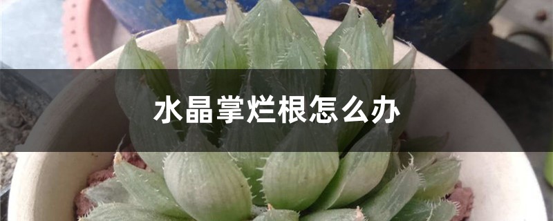 水晶掌烂根如何办