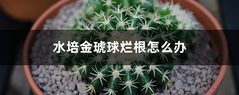 水培金琥球烂根如何办