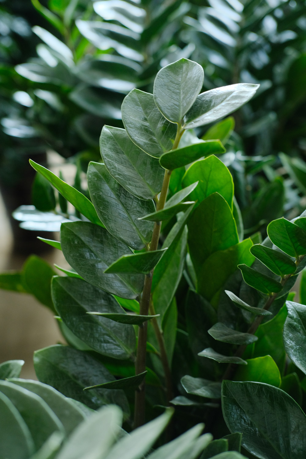 金钱树烂根如何办