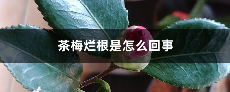 茶梅烂根是如何回事