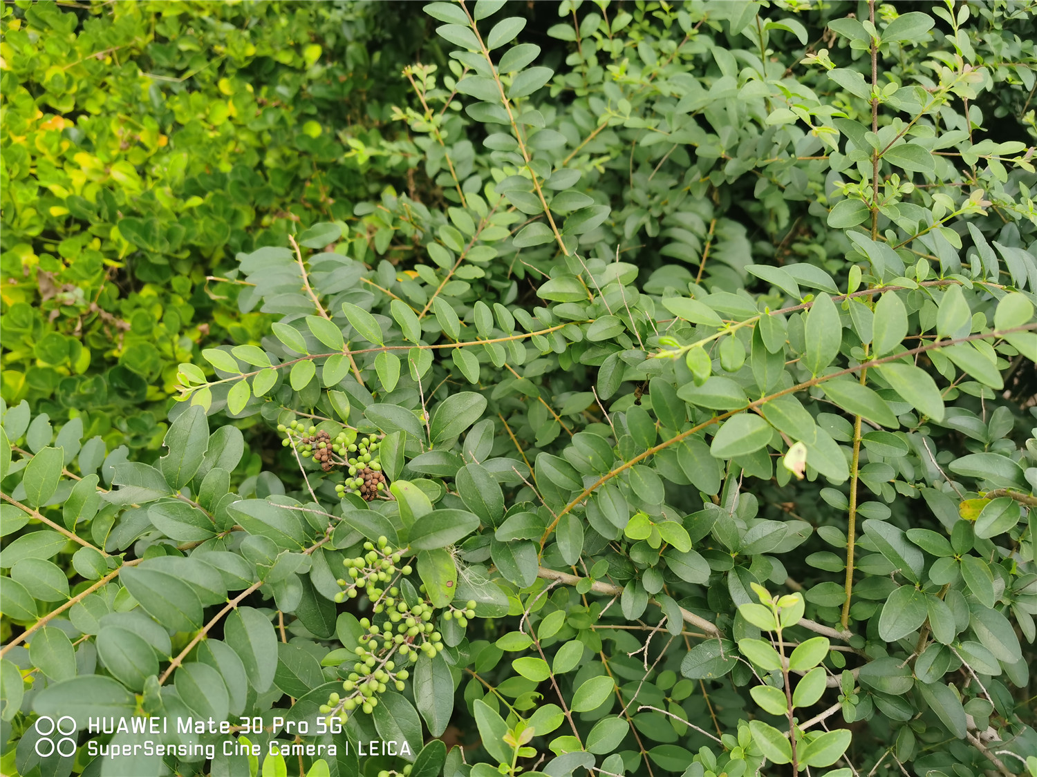 女贞 女贞烂根如何办