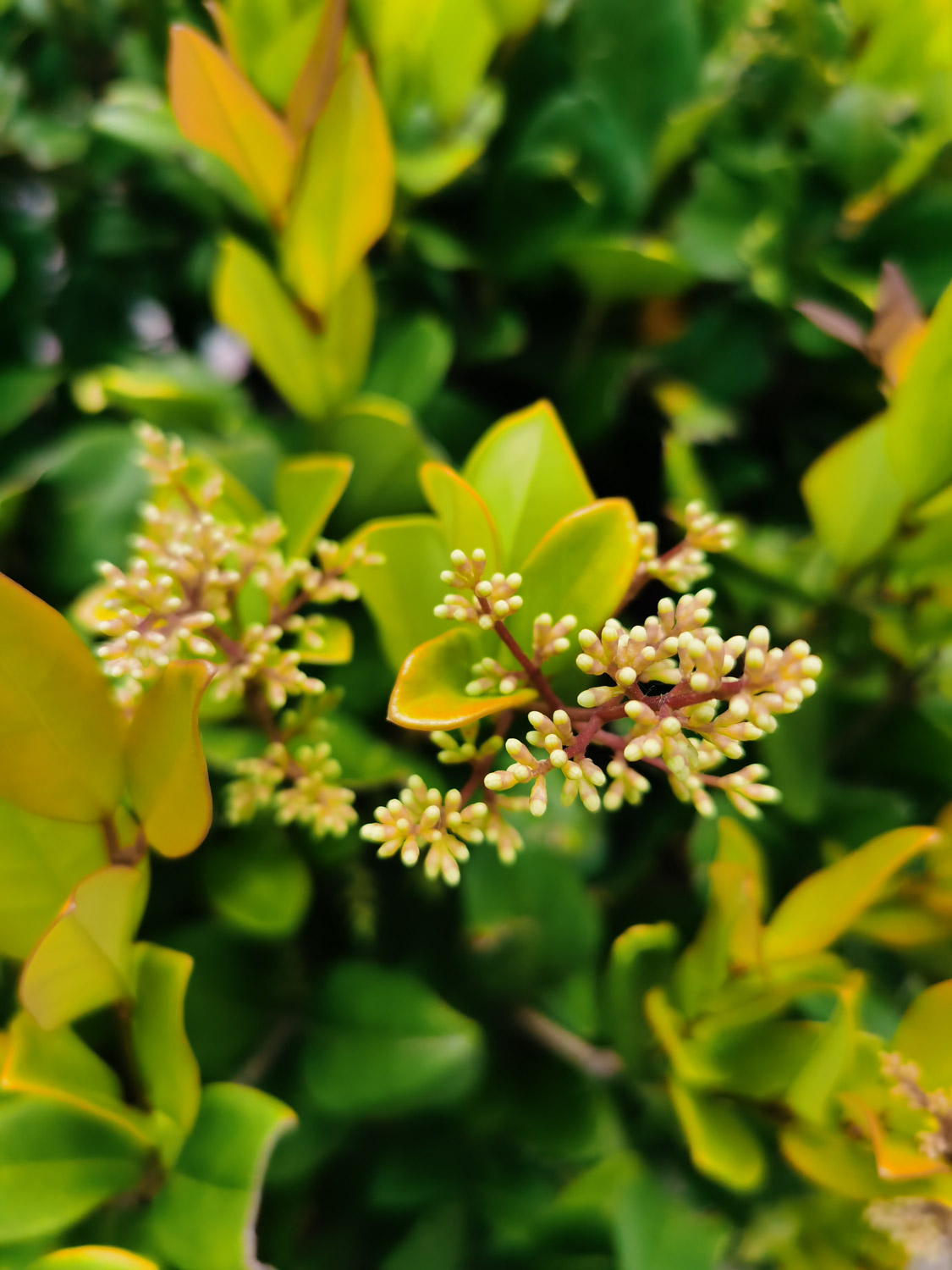 女贞 女贞烂根如何办