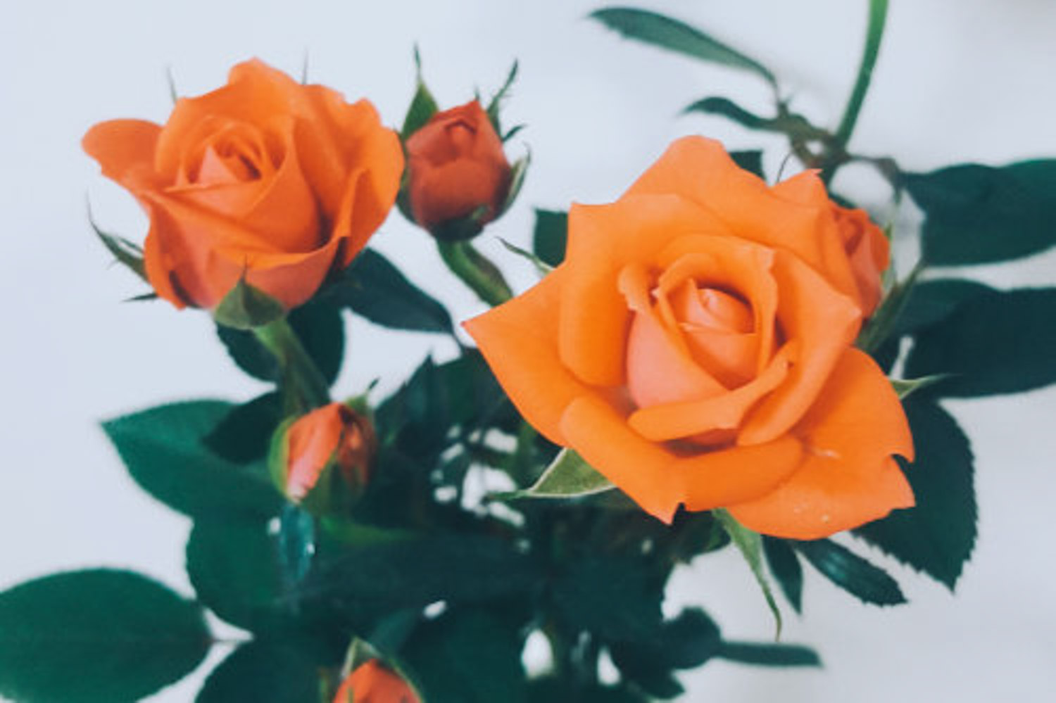 月季花烂根如何办