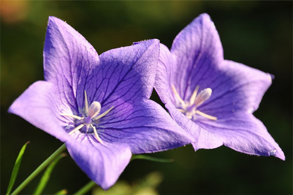 桔梗烂根是如何回事