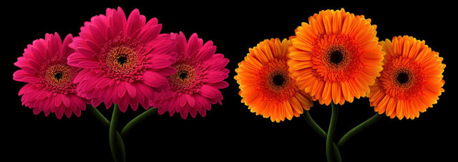 非洲菊 非洲菊烂根如何办