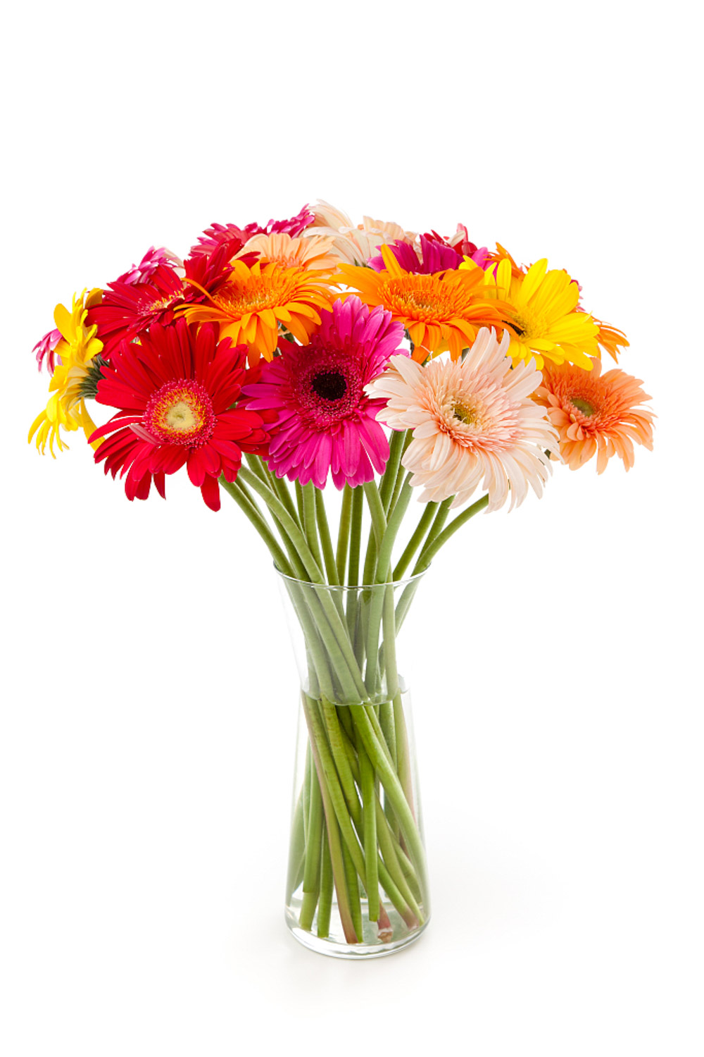 非洲菊 非洲菊烂根如何办