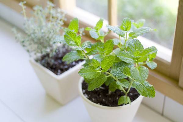 根烂成这样都被养活了！如何做到的