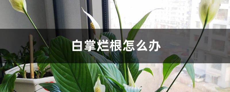 白掌烂根如何办