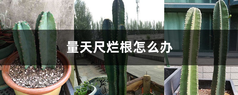 量天尺烂根如何办