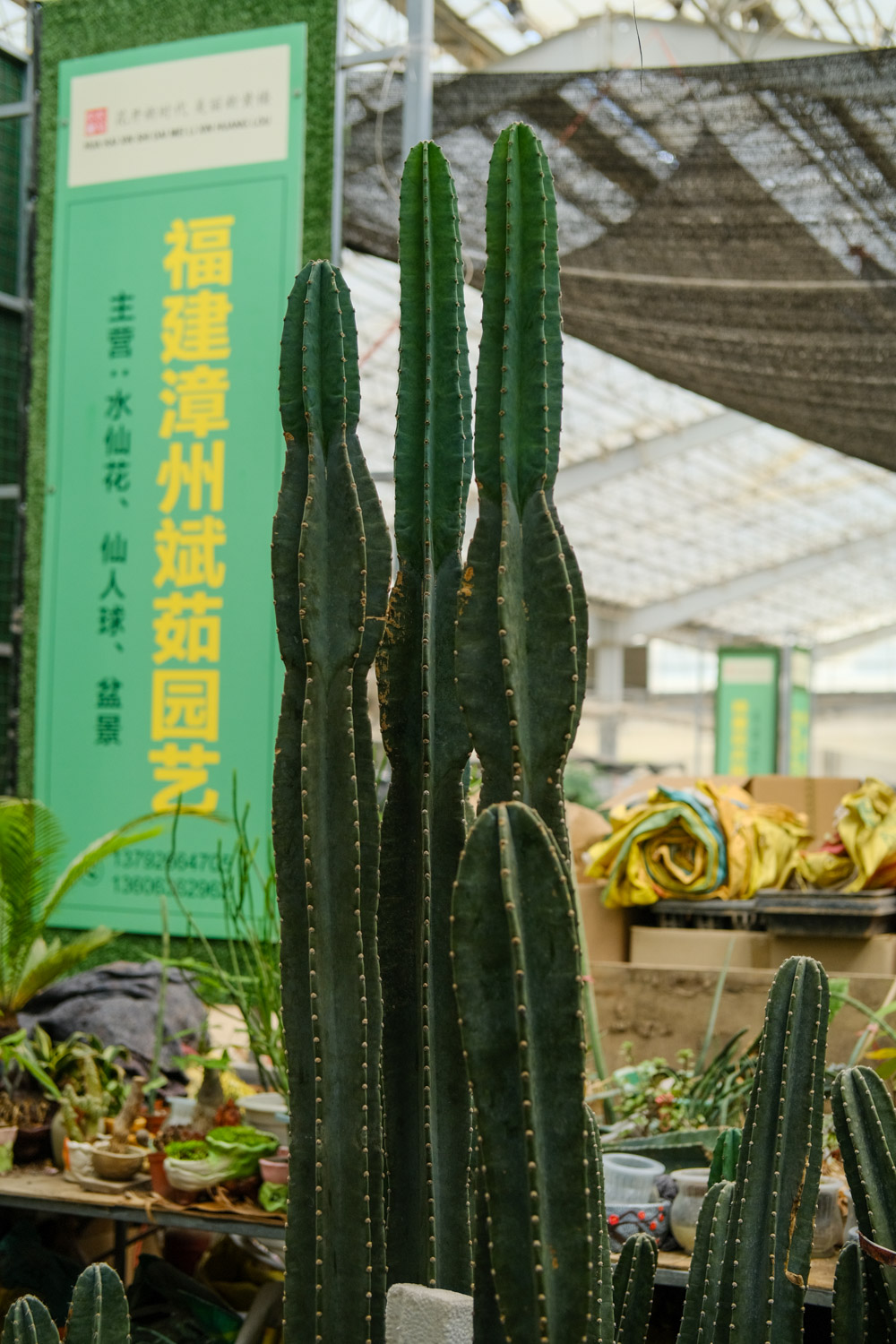 量天尺烂根如何办