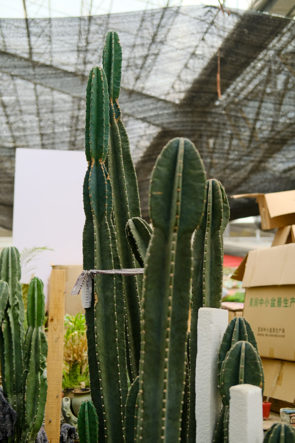 量天尺烂根如何办