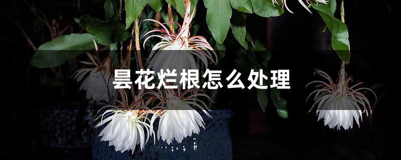 昙花烂根如何处理