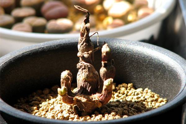 碧光环烂根如何办