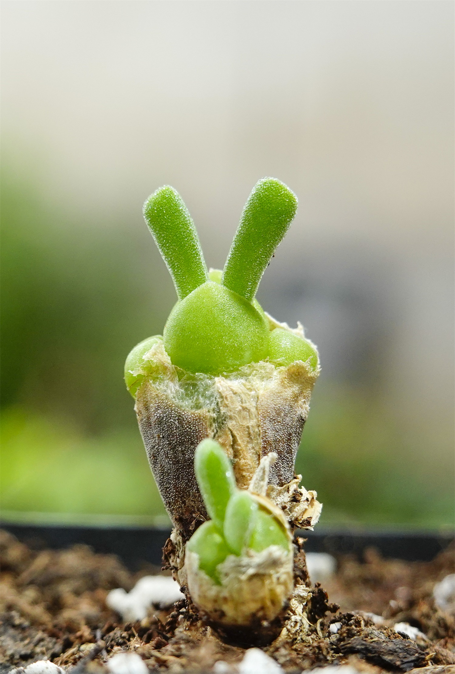 碧光环烂根如何办