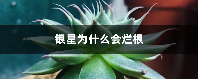 银星为何会烂根