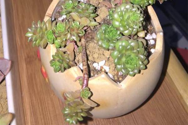 小玉烂根如何办