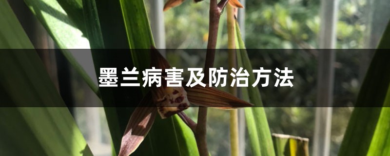 墨兰病害及预防和治疗办法