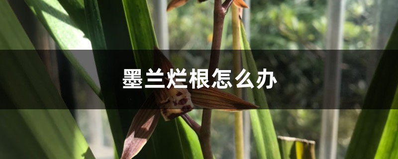 墨兰烂根如何办