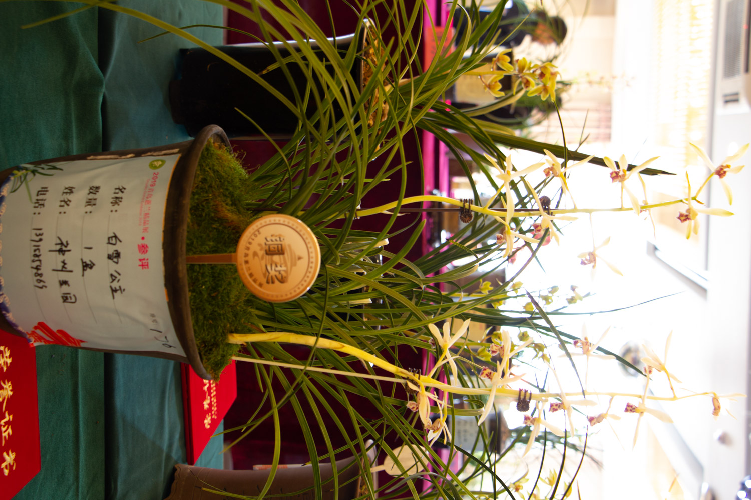 兰花 兰花烂根如何办